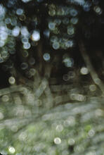 Abstract image of Everglades' flora