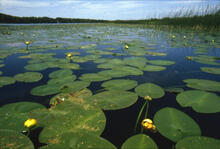 Water Lilies