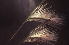 Blowing foxtails near Dundurn