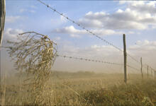 Tumbleweed