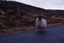 Sheep