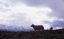 Sheep