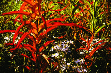 Colourful foliage
