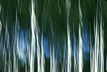 White poplar trees