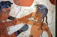 Boxer Fresco