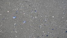 Kitsilano Beach 25