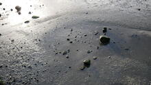 Stanley Park 20