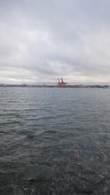 Stanley Park 80