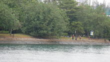 Labrador Park 50