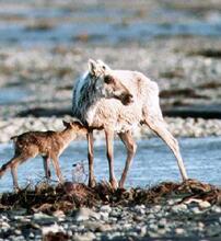 Caribou with her Calf